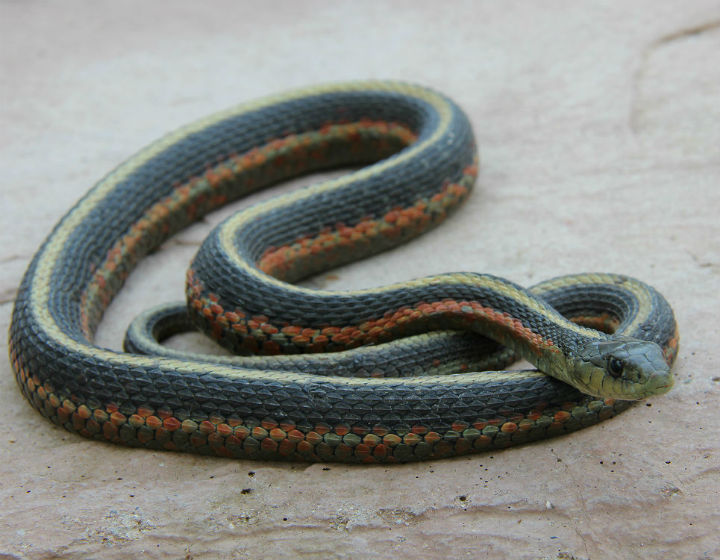 Coast Garter Snake